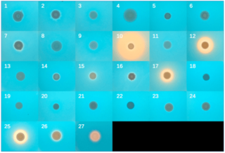 A plate with yeast colonies growing on a blue iron-sensitive dye.