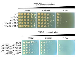 A two-panel image showing the results of yeast spot assays. The top panel demonstrates that yeast with ktr2Δ and yur1Δ gene mutations are more sensitive to TBOOH stress. The bottom panel shows that expressing different versions of a KYE1 enzyme alters the yeast's resistance to TBOOH.