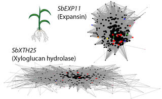 Network visualization comparing two sorghum genes: SbEXP11 (Expansin) shown as a compact, spherical 3D network with densely interconnected nodes in the upper portion, and SbXTH25 (Xyloglucan hydrolase) displayed as a flattened, planar network with more dispersed connections in the lower portion. Both networks contain black nodes with scattered colored nodes (red, blue, yellow, green, cyan) connected by gray edges. A sorghum plant illustration with roots appears in the upper left.