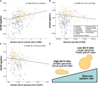 Four-panel figure showing phylogenetically corrected correlations between yeast extracellular acidification rate (ECAR) and (A) cell surface area-to-volume ratio, (B) genome size, and (C) growth rate across 282 yeast species color-coded by order, with (D) a conceptual diagram summarizing how SA:V ratio relates to genome size, growth rate, and glucose uptake.