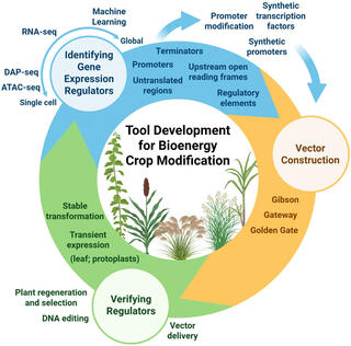 circular diagram outlines tools for bioenergy crop modification, detailing the identification of gene expression regulators, vector construction, verification of regulators, and plant transformation. It showcases a cyclical process from discovery to application, using techniques like RNA-seq, Gibson assembly, and DNA editing.