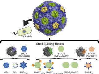 Illustration featuring a spherical structure composed of blue, green, and yellow clusters. individual building blocks are depicted, labeled with their molecular names and codes. Below, hexagonal and pentagonal shapes represent different protein subunits, such as BMC-H (Pfam00936), BMC-T (2xPfam00936), and BMC-P (Pfam03319), which combine to form the shell's geometric architecture. Smaller schematic diagrams illustrate how these subunits can be further modified, such as by adding tags (SpyTag, SnoopTag).