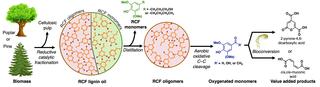 Flowchart of biomass deconstruction process. poplar or pine trees are converted to cellulosic pulp through reductive catalytic fractionation, separating RCF lignin oil into oligomers and monomers. After distillation, RCF oligomers undergo aerobic oxidative C-C cleavage to produce oxygenated monomers (methoxy-substituted phenolic compounds), which are then bioconverted into value-added products including 2-pyrone-4,6-dicarboxylic acid and cis,cis-muconic acid.