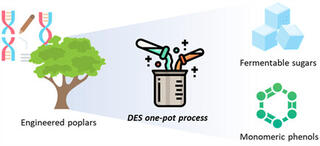 Process diagram with three main components: on the left, engineered poplar trees represented by a stylized tree with DNA helix symbols; in the center, a "DES one-pot process" depicted as a laboratory beaker with mixing elements and molecular symbols; and on the right, two products - "Fermentable sugars" shown as blue cubic crystals and "Monomeric phenols" represented as green circular molecular structures.