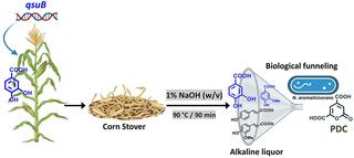 flowchart of corn-to-PDC proecess
