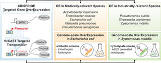 Schematic overview of CRISPRtOE (CRISPR Targeted Gene OverExpression), showing VcCAST-mediated transposon insertion of a promoter upstream of a target gene to boost product output. The method is applied to medically-relevant species (Acinetobacter, Enterobacter, E. coli, Klebsiella, Pseudomonas aeruginosa) and industrially-relevant species (P. putida, Shewanella, Zymomonas mobilis), including genome-scale overexpression screens in E. coli (antibiotic resistance to trimethoprim/fosfomycin) and Z. mobilis (hy