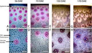 Optical micrographs show the development of sorghum stem tissue over time, with images arranged in a 2x4 grid. The top row (A, C, E, G) displays the stem rind, while the bottom row (B, D, F, H) shows the stem core. Columns represent different ages: 56 days after emergence (DAE) (A, B), 70 DAE (C, D), 150 DAE (E, F), and 170 DAE (G, H). Each image reveals numerous circular vascular bundles embedded within parenchyma tissue. At 56 and 70 DAE, the vascular bundles are surrounded by prominent, brightly stained 