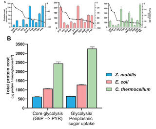 protein costs of glycolysis across Z. mobilis, E. coli, and C. thermocellum. Panel A displays bar charts with overlaid line graphs showing protein costs and cumulative delta G for individual enzymes in each species' glycolytic pathway. Panel B compares total protein costs between core glycolysis (G6P to pyruvate) and glycolysis plus periplasmic sugar uptake, with C. thermocellum showing the highest costs (~2400-3200 μg protein/mmol glucose·h⁻¹), followed by E. coli (~1050-1280), and Z. mobilis (~600-650)