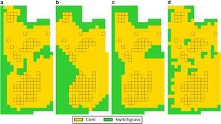 Four field layout patterns (labeled a, b, c, and d) comparing corn (yellow) and switchgrass (green) cultivation configurations. The patterns show varying distributions of switchgrass around the perimeter and within the corn fields. Layout d shows the most intermixing of the two crops, while layouts a, b, and c show more segregated patterns with switchgrass primarily at the borders.
