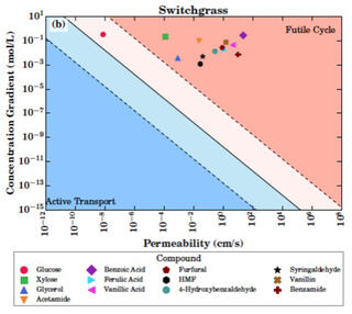 Scatter plot of membrane permeability versus concentration gradient for switchgrass hydrolysate compounds — including sugars, furans, phenolics, and organic acids — with blue and pink shading demarcating regions dominated by active transport versus futile cycle passive flux.