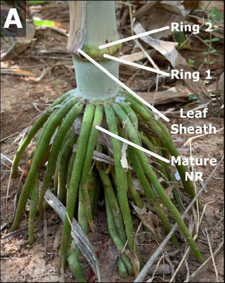An annotated photo shows shows a green stem section with several anatomical features labeled with white arrows and text: 'Ring 2' and 'Ring 1' indicate two different levels of nodal root emergence, 'Leaf Sheath' points to the outer leaf tissue, and 'Mature NR' (nodal roots) indicates the fully developed green roots growing downward in a crown-like formation. The roots are emerging from the stem against a background of soil and plant debris.