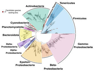 Circular species tree diagram