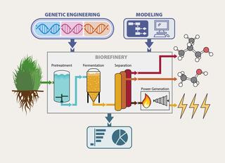 An illustration shows switchgrass entering a biorefinery, being pretreated, fermented, and then separated into isobutanol, ethanol, and electricity. Feeding into that process are icons representing genetic engineering and modeling. 