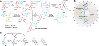 Ideal lignin figure