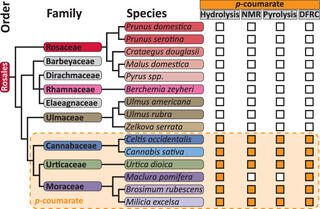 A phylogenetic tree diagram depicting species in the Rosales order and the results of pCA detecting tests. Species in the Cannabaceae, Urticaceae, and Moraceae families are shown to contain pCA.