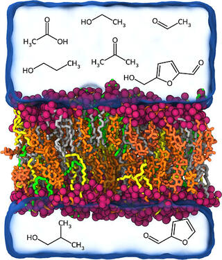 Molecular dynamics simulation snapshot of a Z. mobilis lipid bilayer membrane (orange/gray lipid tails, magenta phosphate headgroups, blue water layers) surrounded by lignocellulosic inhibitors including acetic acid, methanol, ethanol, acetaldehyde, acetone, furfural, and hydroxymethylfurfural derivatives.