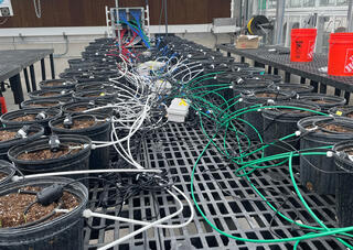 an automated irrigation system consisting of numerous black circular plant pots arranged on metal grating tables. A complex network of white, green, blue, and red irrigation tubing and wiring extends from a central control unit, connecting to each individual pot. 