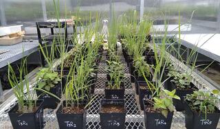 Plants grown next to each other in pots at Michigan State University.