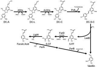 Catabolic pathway for the β-5 linked aromatic dimer DC-A in N. aromaticivorans represented by chemical structures connected by arrows, indicating the sequence of transformations. The diagram starts with DC-A at the top left, which undergoes several enzymatic reactions (labeled as ADH9, ALDH, and PcdF) to produce various intermediates (DC-L, DC-C, and DC-E-C). The pathway then branches, with one route leading to vanillin through compounds like ferulic acid, while the other leads to 5-CF and ferulic acid.