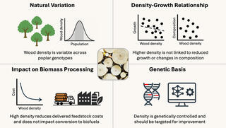 Four-panel graphical abstract summarizing poplar wood density research: natural variation in density across genotypes follows a bell curve; higher density does not reduce growth or alter composition; higher density lowers feedstock delivery costs without affecting biofuel conversion; and density is genetically controlled and a viable breeding target.