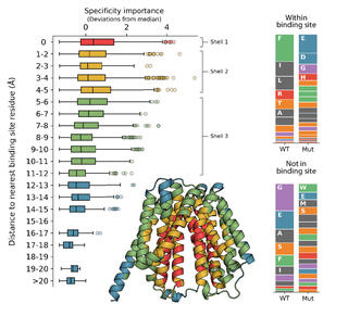 Figure showing specificity importance (deviations from median) of residues at increasing distances from a binding site in a multidrug efflux pump. Box plots reveal highest importance in Shell 1 (0–5 Å), declining outward. Stacked bar charts compare wildtype vs. mutant amino acid compositions within and outside the binding site. A ribbon diagram of the helical transmembrane protein is shown.