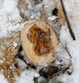 A poplar stump surrounded by snow and sawdust.