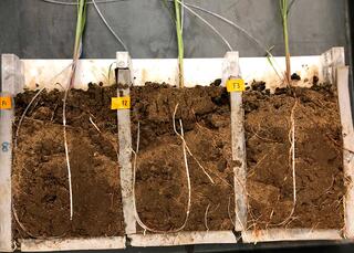 Cross-section photo of soil box divided into three compartments, each containing one plant and an artificial root.