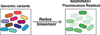 NADH/NAD+ biosensor graphic