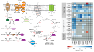 Microbiome lactate conversion image