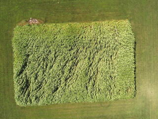 Rectangular plot of sorghum as seen from above