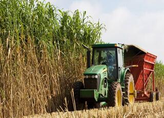 A green tractor pulls a red wagon along a row of towering sorghum plants.
