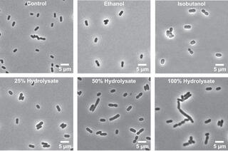 Bright-field microscopy images showing Z. mobilis bacterial cells under six different treatment conditions. The top row shows Control (normal rod-shaped cells), Ethanol treatment (cells appear slightly enlarged), and Isobutanol treatment (cells show some swelling and morphological changes). The bottom row displays cells exposed to 25%, 50%, and 100% lignocellulosic hydrolysate concentrations, showing progressive cellular stress with increased elongation, chain formation, and morphological distortion at high