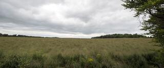 Field of switchgrass