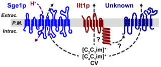 transmembrane protein model