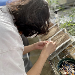 JinHo Lee analyzing a the soil and plant roots