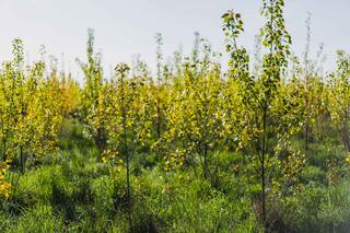 The leaves from young poplars glow yellow from the sun.