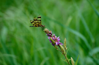 Dragonfly perches on purple flower with green grass in background