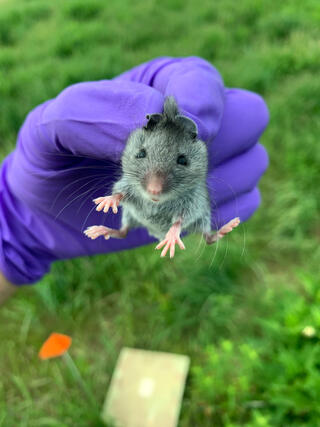 A gloved hand holds a young deer mouse