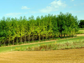 Stand of poplar trees with brown field in foreground