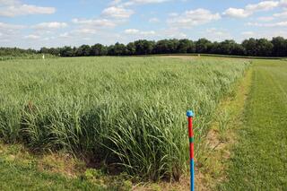 Field of green switchgrass stands about two feet high bordered by turf grass