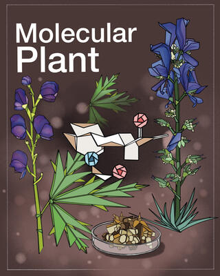 Molecular Plant journal cover featuring a stylized illustration of Aconitum and Delphinium flowering plants flanking an origami-style diterpenoid alkaloid molecule and a petri dish with crystals, rendered in a stained-glass aesthetic against a dark background.
