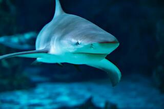A shark swims in a tank