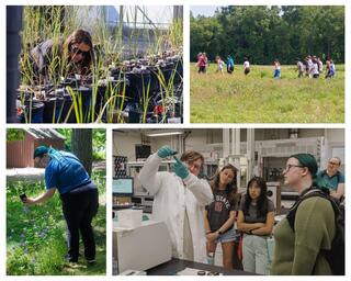 Four-panel montage of a summer undergraduate research program: (top left) a researcher examines instrumented potted grass plants in a greenhouse; (top right) a student group walks through a prairie field; (bottom left) a student photographs wildflowers with a smartphone in a wooded area; (bottom right) a researcher in a lab coat demonstrates a sample to a group of students gathered around a laboratory bench.
