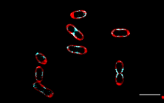 rhodobacter sphaeroides