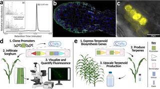 Figure illustrating steps required for engineering terpenoid production in sorghum