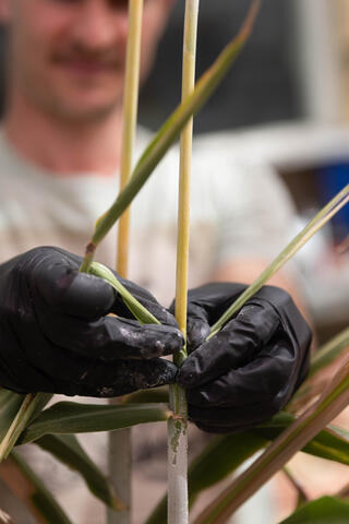 Close-up of gloved hands peeling a leaf sheath from a purple-tinged sorghum stalk node in a greenhouse.