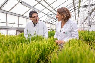 Asian man and white woman in white lab coats talk in greenhouse with green plants in foreground
