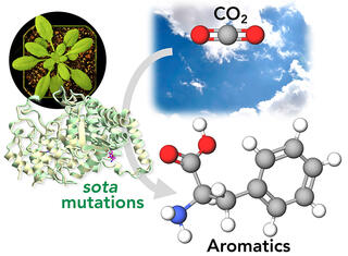 A scientific illustration showing three connected elements: 1) A photograph of a green plant with broad leaves in a pot, 2) A protein structure diagram labeled 'sota mutations' shown in pale green ribbon format, and 3) Chemical structures including a CO2 molecule against a blue sky background and an aromatic molecular compound shown in ball-and-stick format with carbon, hydrogen, oxygen and nitrogen atoms. White arrows connect these elements.