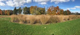 switchgrass in a field
